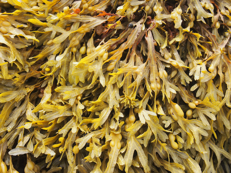 Bladderwrack (Fucus Vesiculosus) and it's role in healing dark under-eye circles